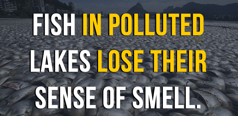 Pollution Facts 10