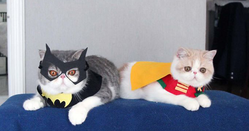 Cats In Costumes