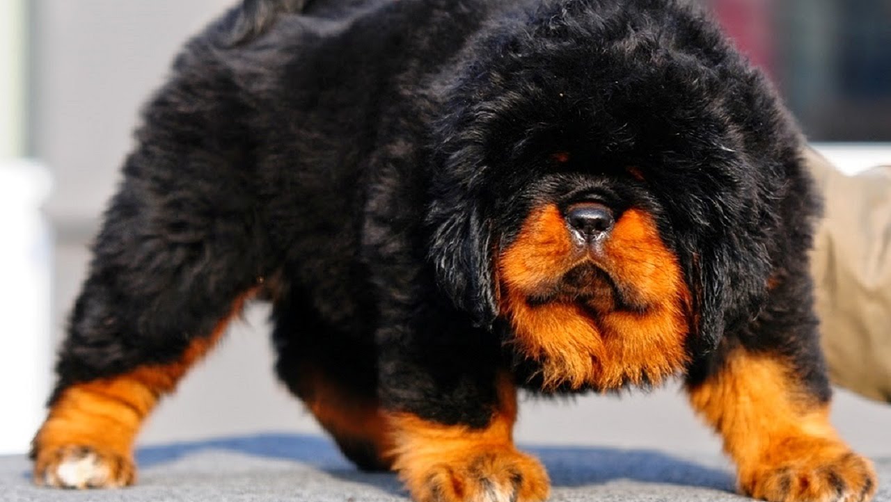 the-most-expensive-dog-breeds-in-the-world-the-delite