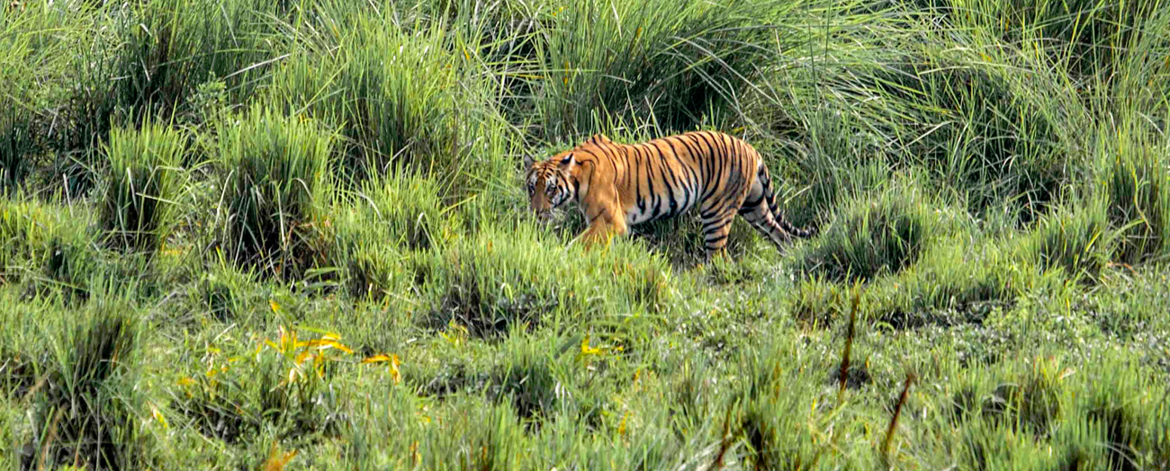 image source: kaziranga-national-park.com