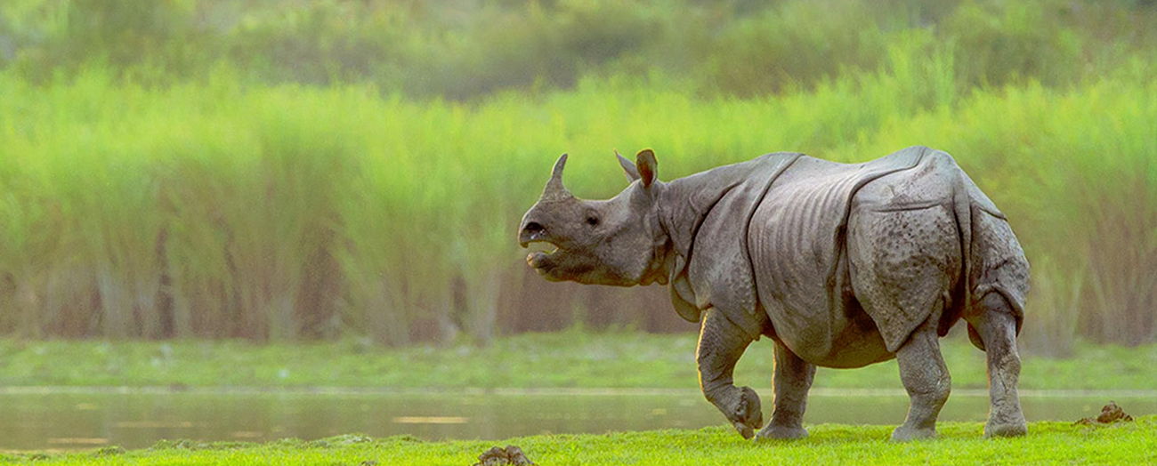 image source: kaziranga-national-park.com