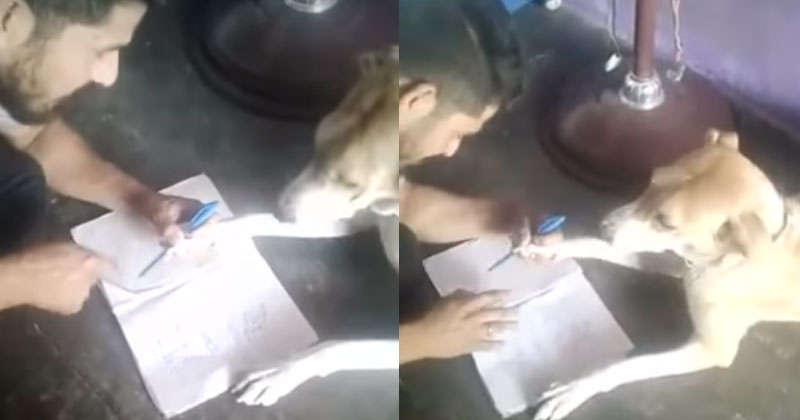 This Man Cruelly Beating A Dog For Not Learning ABCD Shows How Inhuman Humans Can Be
