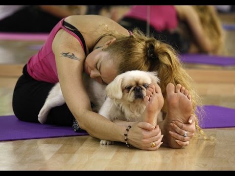 Yoga Maiden on X: 🐶🐶Flip Your Dog Into Wild Thing⁠🐯🦁 ⁠#yoga
