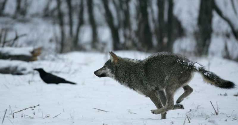 After A Century Of Disappearance, It Occurs That Wolves Have Returned To Belgium