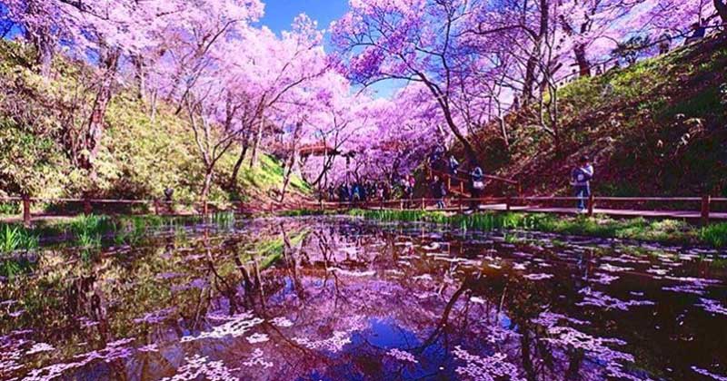 Japanese Cherry Blossom Season Is Here But It Might Die Soon