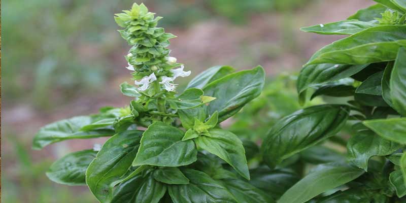 Basil | Home Remedies For Gas