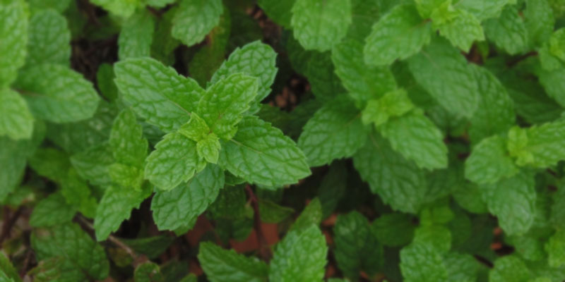 Mint Leaves for acidity relief