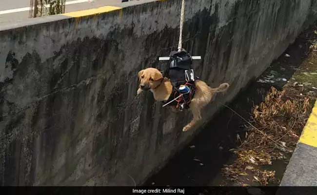 Man Saved Puppy Stuck In a Drain With The Help Of A Drone