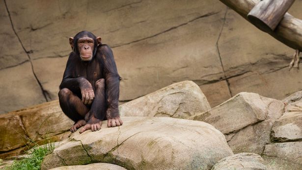 Chimpanzee Nests Are Actually Cleaner Than Human Beds Science Has Proven