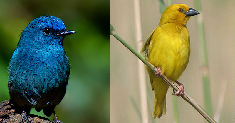 Pretty Birds of India