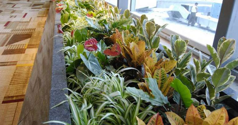 indoor plants at igi airport