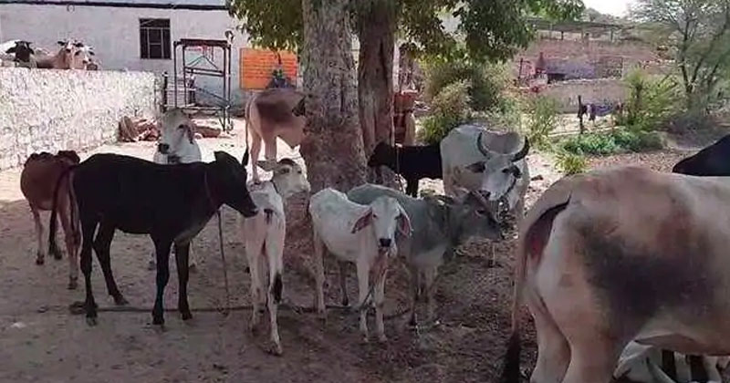 cow smuggling