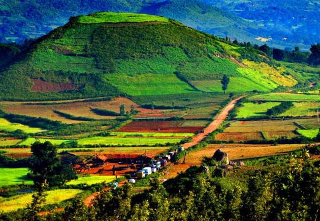 araku valley coffee plantation