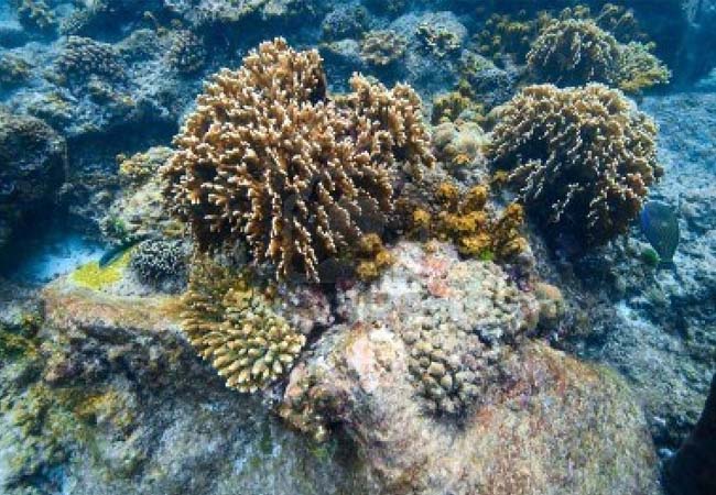 coral reefs in andaman