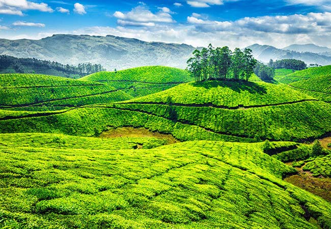 tea garden of munnar