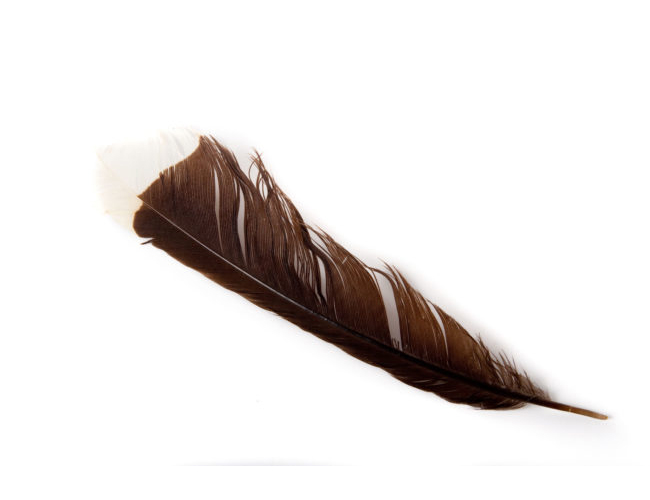 Feather of huia bird