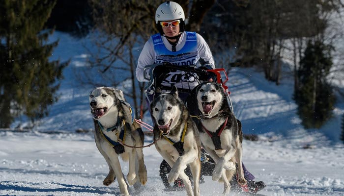 Dog sledding in switzerland