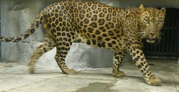 Leopards in India