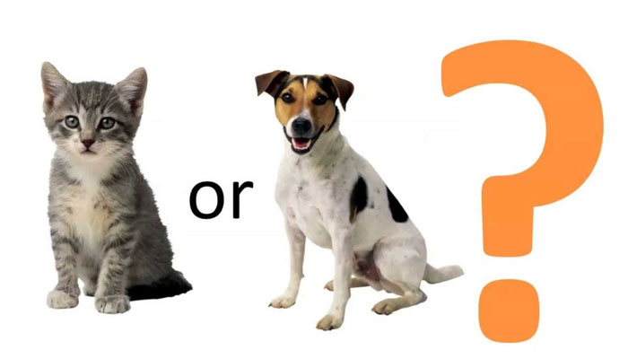 Who would you like to be, a cat or a dog? And, why?