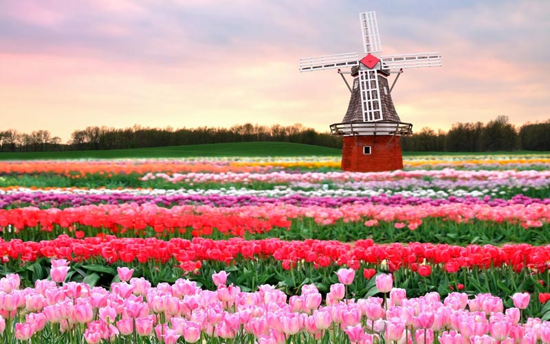 tulip amsterdam