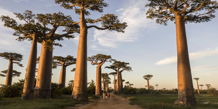 Avenue of the Baobabs,