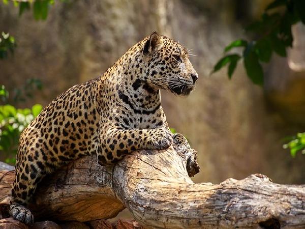 leopards
