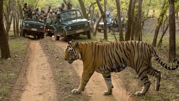 tiger population of India