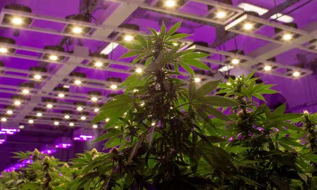 How Cannabis Will Cultivate New Interest in Australia