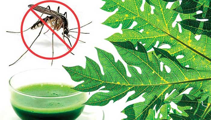 Papaya leaf in Dengue