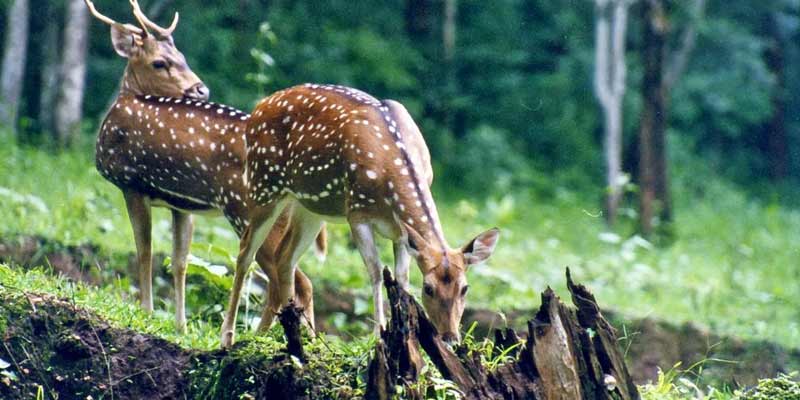 Cotigao Wildlife Sanctuary Goa