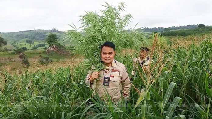 medical marijuana in Thailand