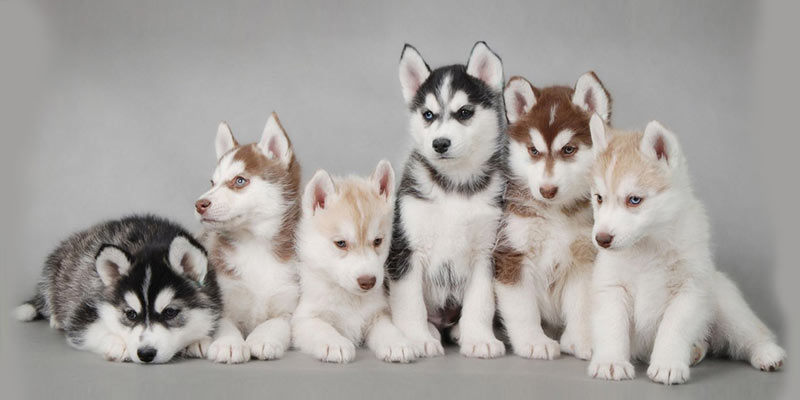 Alaskan Malamute Puppy, Best Family Dogs Kids