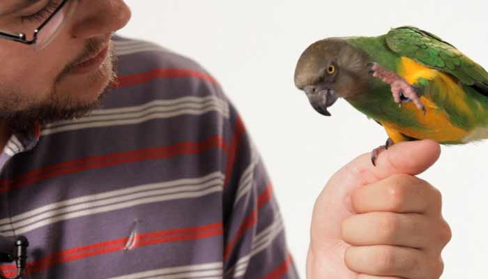 Parrots Talking Like Humans