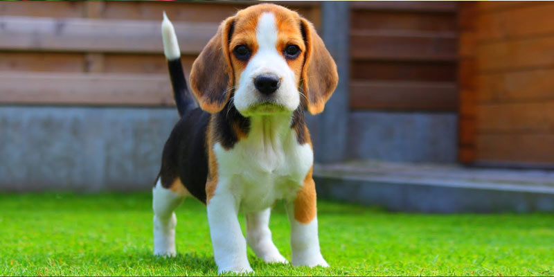 Beagle, Best Family Dogs for kids
