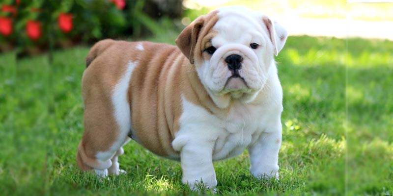 cute and friendly dog breeds