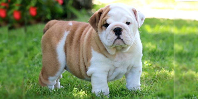 Bulldog, Best Family Dog Breeds