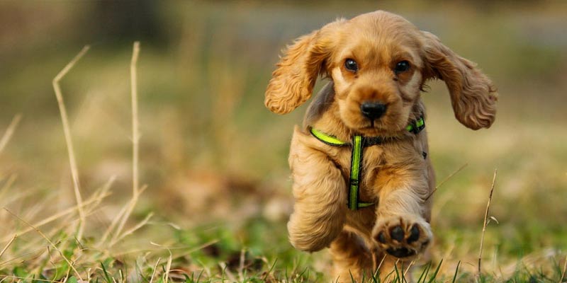 Cocker Spaniel Puppy, Family Dogs