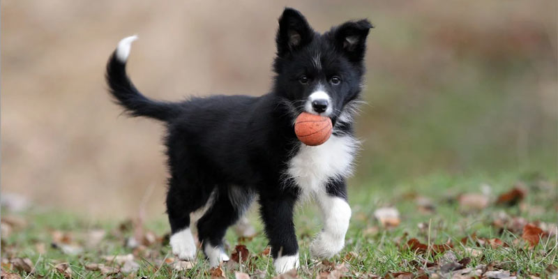 Collie Puppy, Dog | Family Dog Breeds
