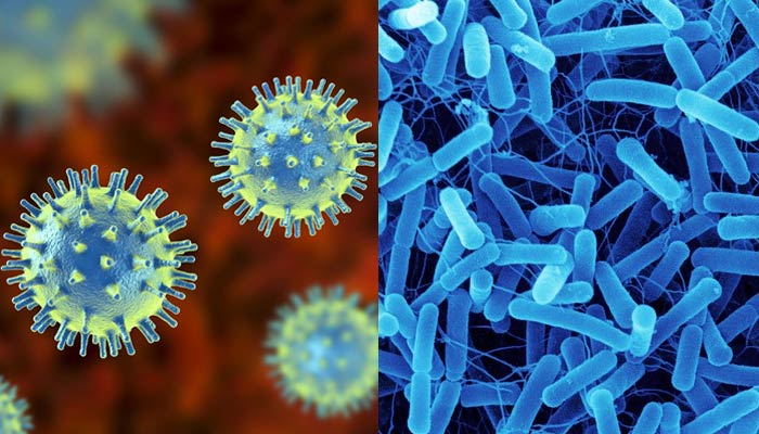 Difference between Virus and bacteria