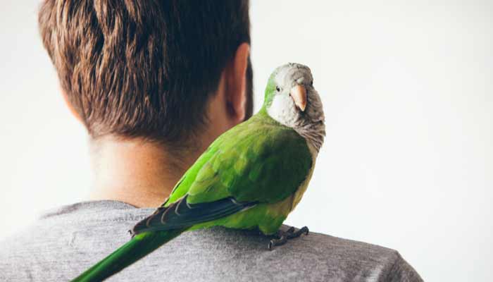 Talking Parrot
