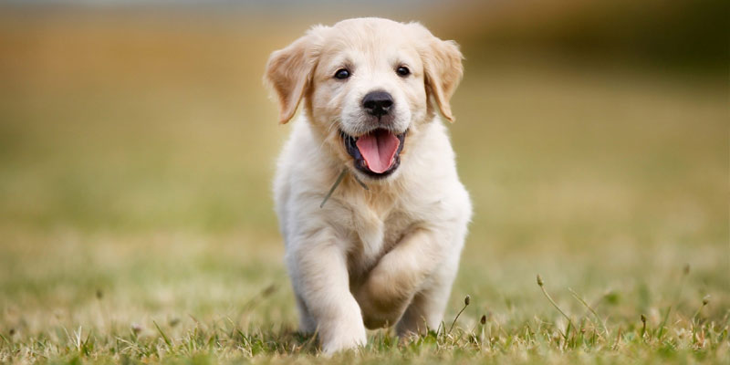 Golden Retriever Puppy, Best Dog Family, Therapy Dogs