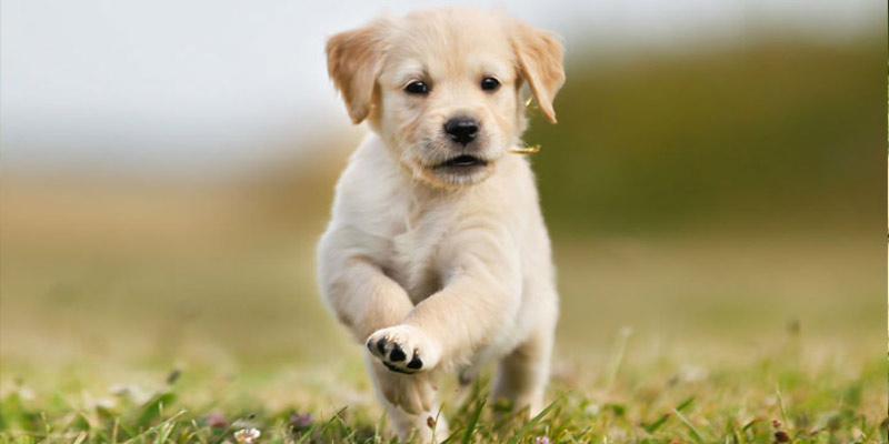 Labrador Retriever Puppy, Cute Dogs For Families