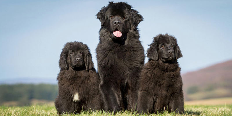 Newfoundland Dog, Puppy