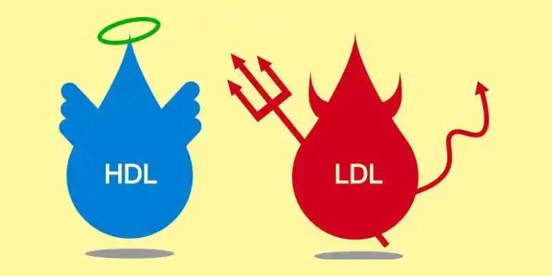 hdl and ldl cholesterol | Cholesterol Levels