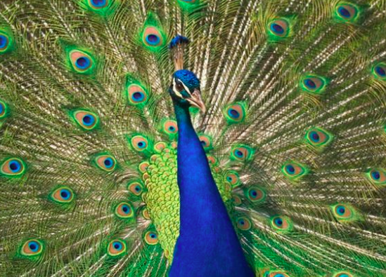 peacock population of India