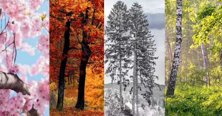 How Are Seasons Formed - The Four Seasons of the Year