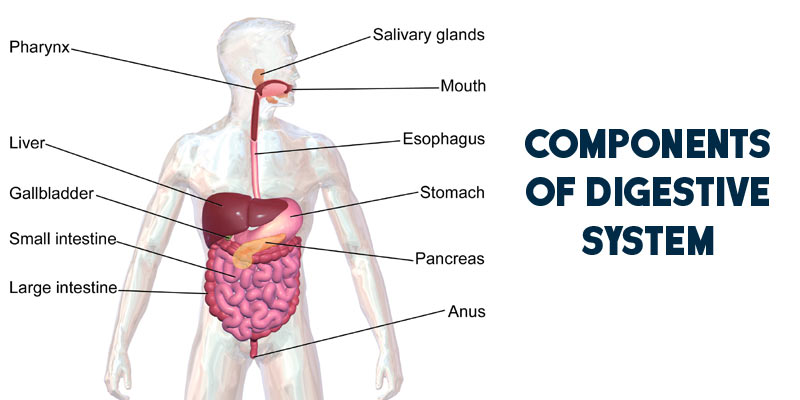 What Happens To The Digested Food