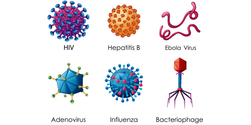 10 Different Types Of Viruses