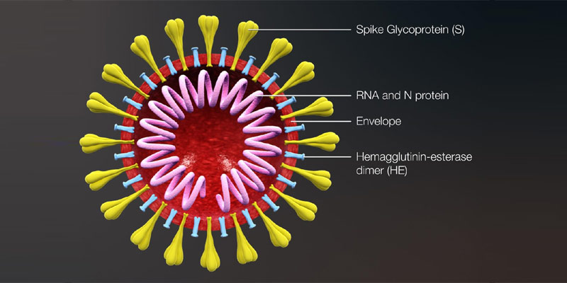 Anatomy of Virus | Why Virus Mutates