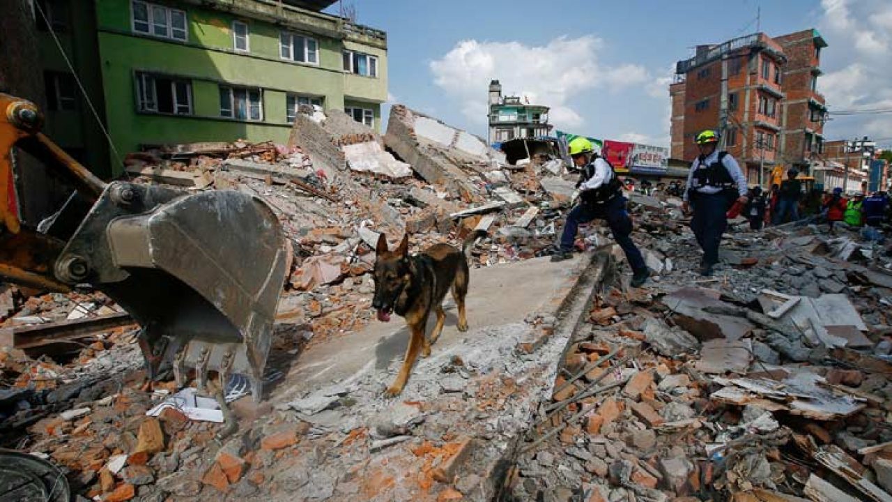 Animals Sixth Sense Before Tsunami, Earthquakes, Natural Disasters